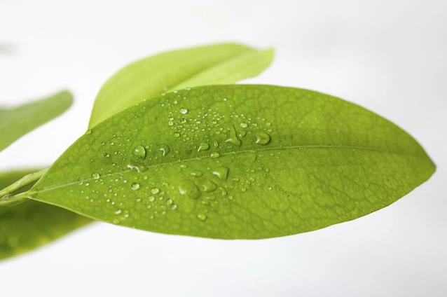 coca Leaf